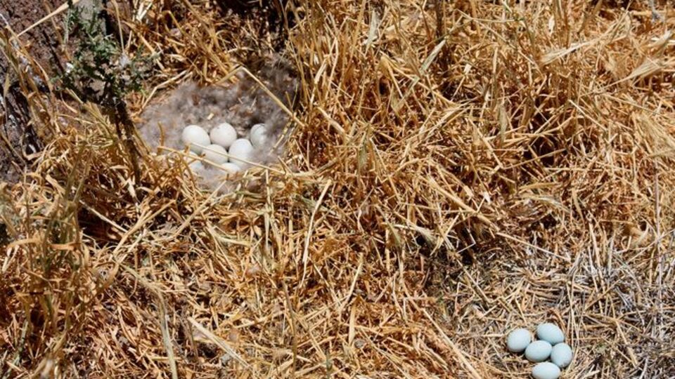 Martı yumurtası yenir mi?