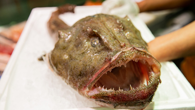 Maymun balığı yenir mi?