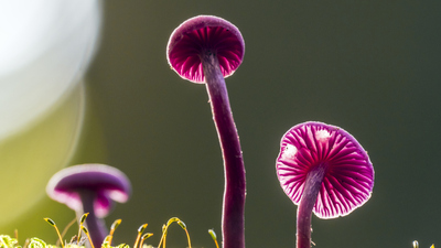 Mor mantar yenir mi?