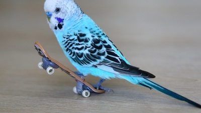 Muhabbet kuşu yenir mi?