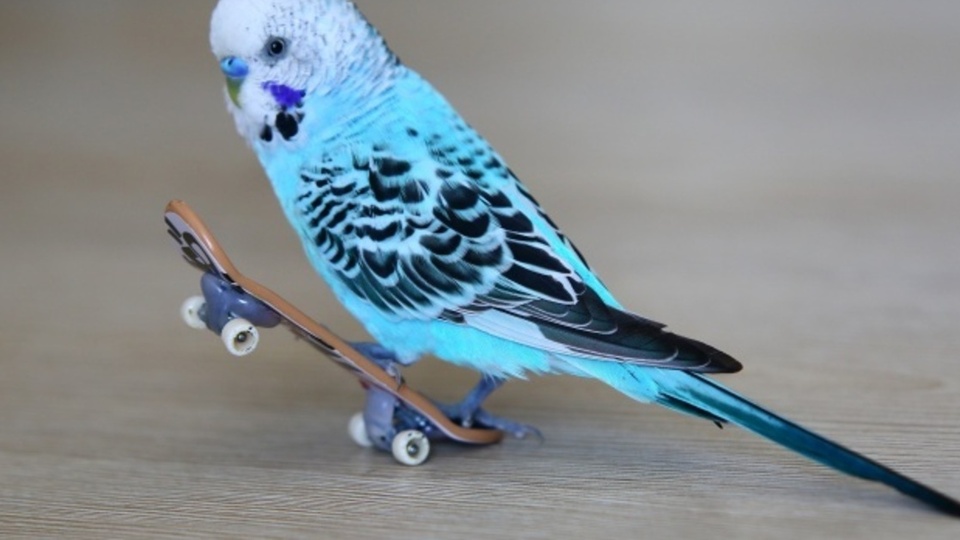 Muhabbet kuşu yenir mi?