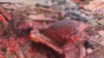 İzmir'de at kesimine suçüstü