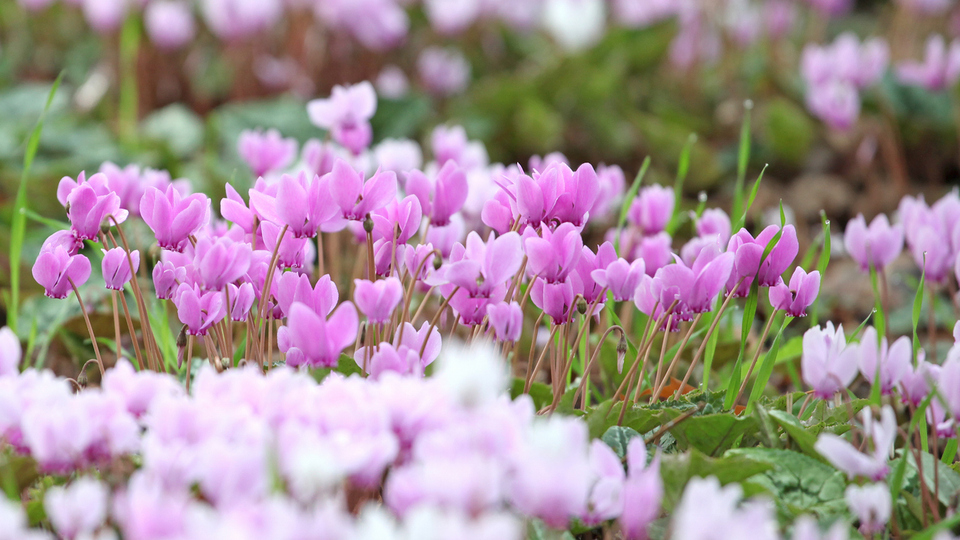 Soğuk havalara dayanıklı çiçekler hangileri?