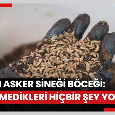 Bilim adamlarından organik atık yiyen siyah asker sineği böceği: “Yiyemedikleri hiçbir şey yok”