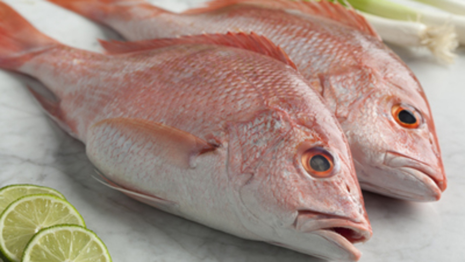 Kırlangıç balığı yenir mi?