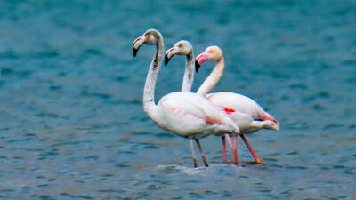 Kışın göç etmeyen flamingoların güvenli limanı