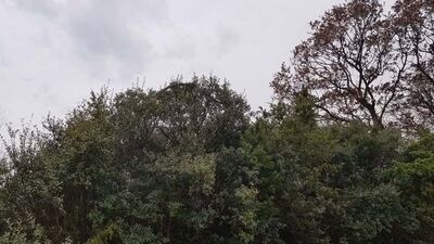 Tarlasından dönerken görüntüledi: Böyle bir şey görmedim