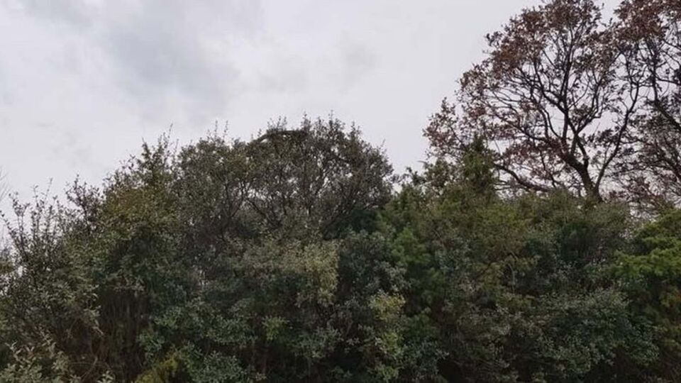 Tarlasından dönerken görüntüledi: Böyle bir şey görmedim