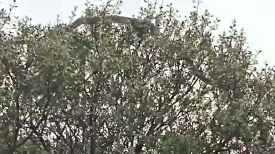 Çanakkale'de 8 metrelik dev yılan!