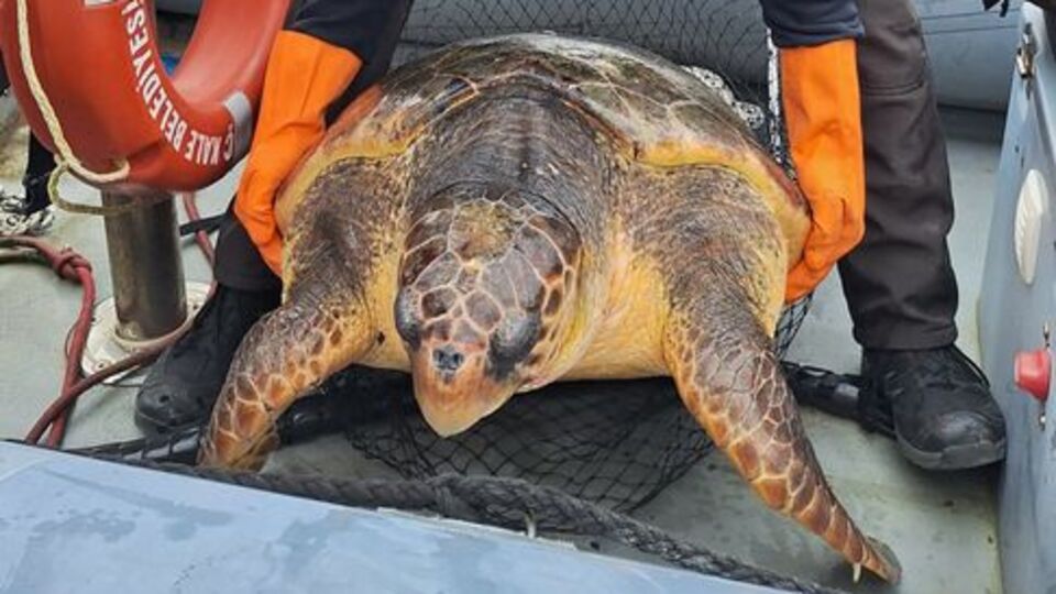 Yat limanına giren caretta caretta kurtarıldı