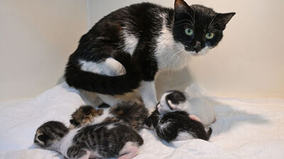 Hasta ve hamile kediyi hayvanseverin notu kurtardı