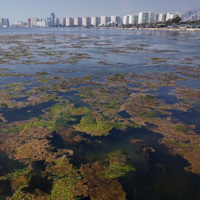 İzmir Körfezi yosunla kaplandı