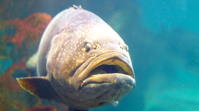 Hani balığı yenir mi?