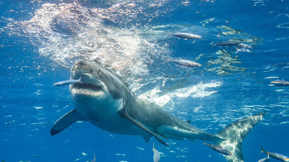 Köpek balığı yenir mi?