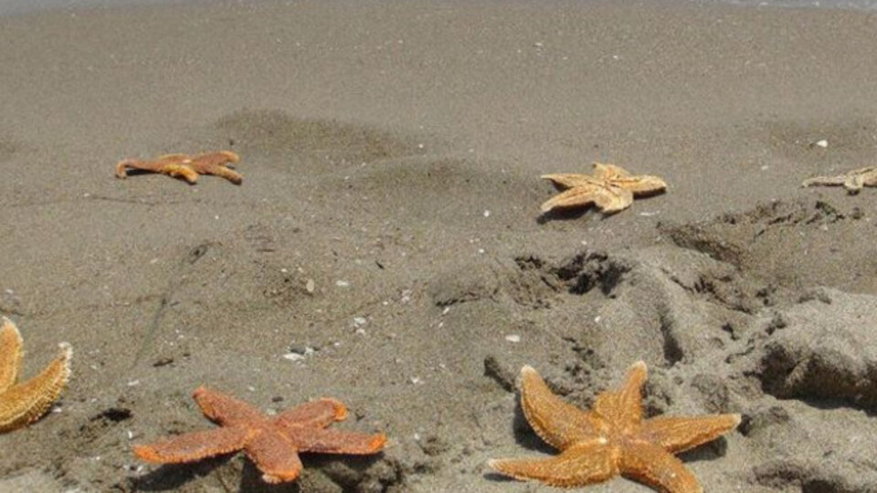 Deniz Yıldızı Yenir mi?