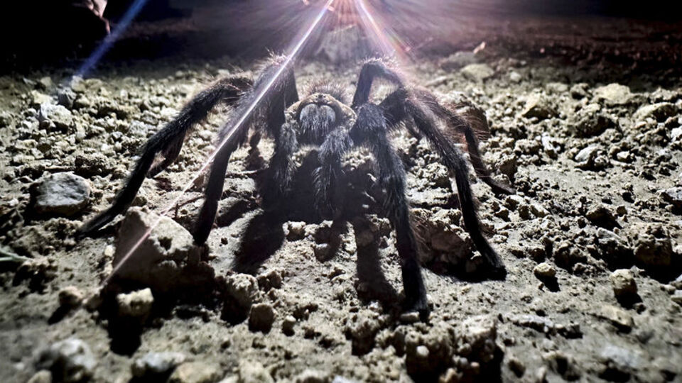 İnternette 7 bin TL'ye satılıyor! Cezası cep yakıyor!