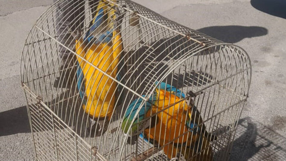 Belgesiz Macaw papağanı satışına 617 bin TL ceza!