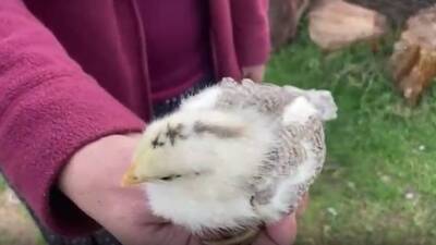 Civciv ay yıldız figürüyle doğdu!