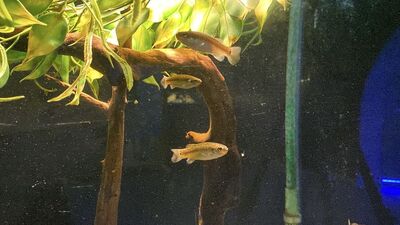 Eskişehir'in endemik türü! Koruma altına alındı