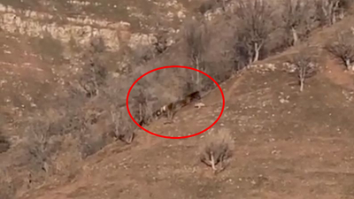 Derecik'te kurtlar ineklere saldırdı