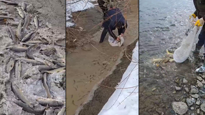 Aras Nehri'nde balık ölümleri