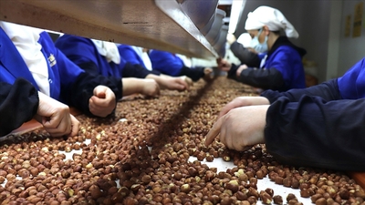 Fındık ihracatından 6 ayda 1,5 milyar dolar gelir