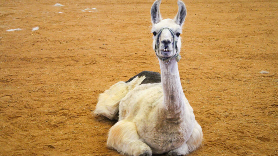 İşte dünyanın en yaşlı laması