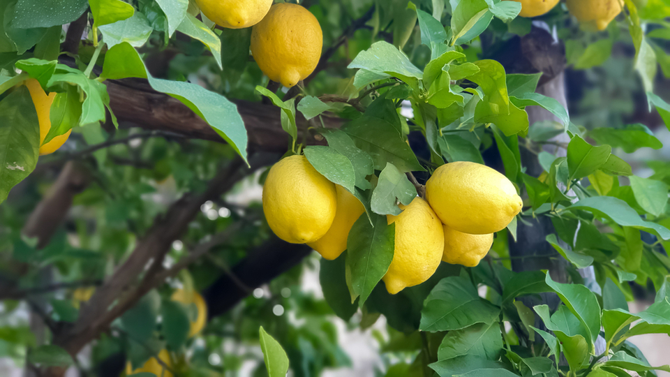 Yasaklı pestisit çıkan limonlar imha edildi