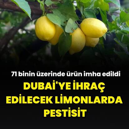 Yasaklı pestisit çıkan limonlar imha edildi