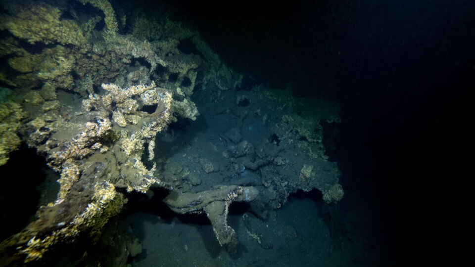 Marmara Depremi'nde su altında kalan çınar ağaçları görüntülendi