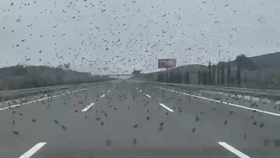 Yüzlerce sığırcık yola kondu!