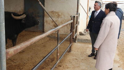 Diyarbakır'da İtalyan mandaları görücüye çıkacak