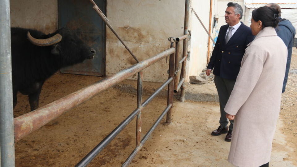 Diyarbakır'da İtalyan mandaları görücüye çıkacak