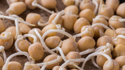 Filizlenen Nohut Yenir mi?