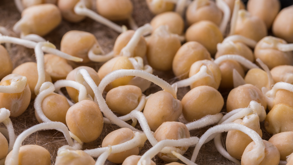 Filizlenen Nohut Yenir mi?