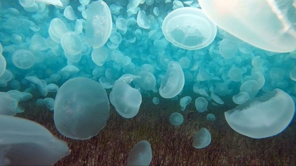 Denizanası yenir mi?