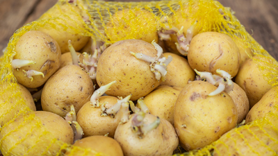 Filizlenmiş patates yenir mi?