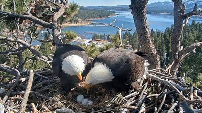 Yumurtadan çıkma anları görüntülendi!
