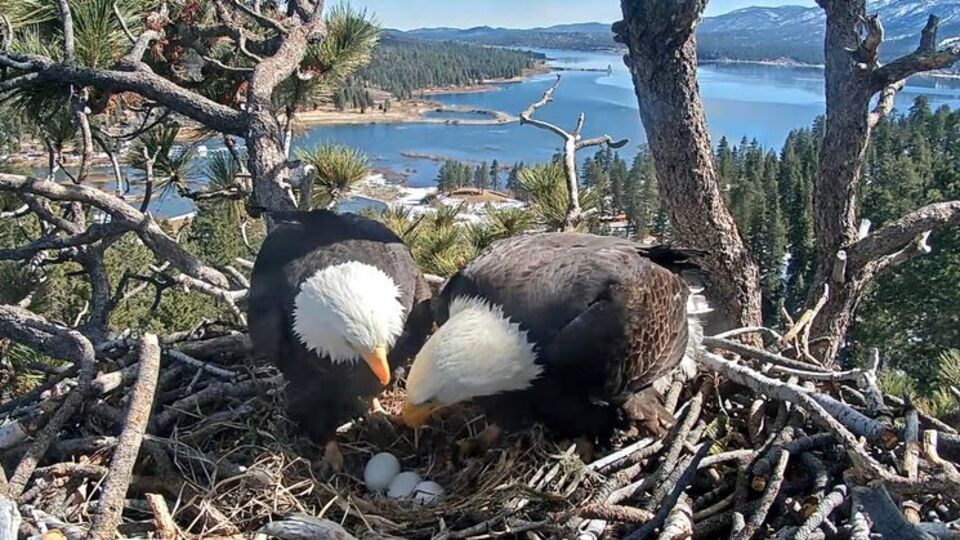 Yumurtadan çıkma anları görüntülendi!