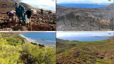 19 yıl önce dikilen fidanlar ağaç oldu