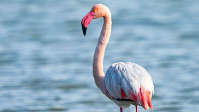 Geçen yıla göre iki katına çıktı!