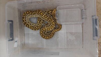 Görenler gözlerine inanamadı