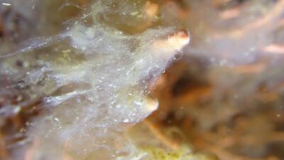 Marmara için uyarı: Müsilaj yüzeye yaklaşıyor