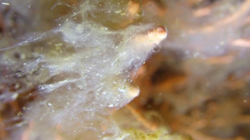 Marmara için uyarı: Müsilaj yüzeye yaklaşıyor