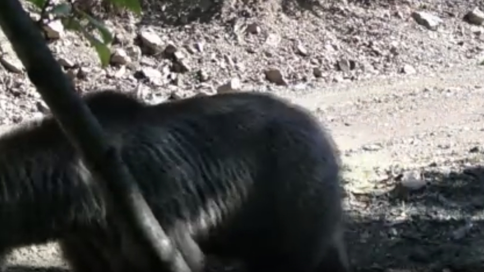 Fotokapanı sökmeye gücü yetmedi!