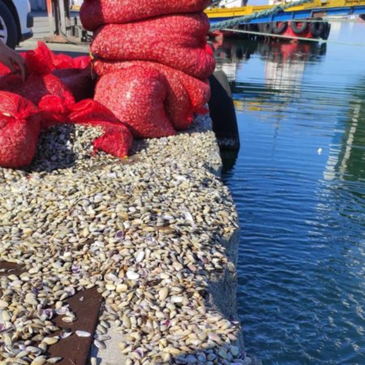 3 ton beyaz kum midyesi ele geçirildi