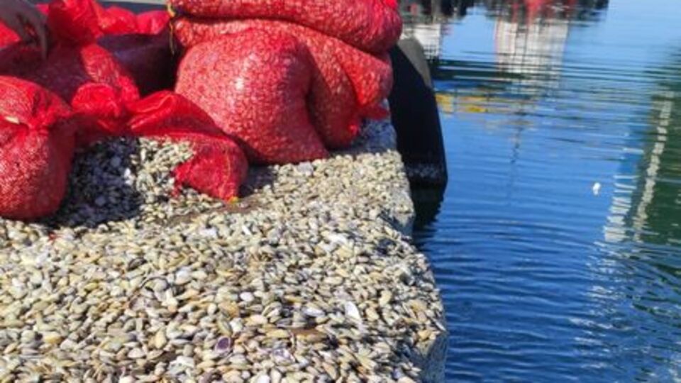 3 ton beyaz kum midyesi ele geçirildi