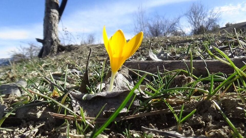 Üç ilde çiğdemler çiçek açtı