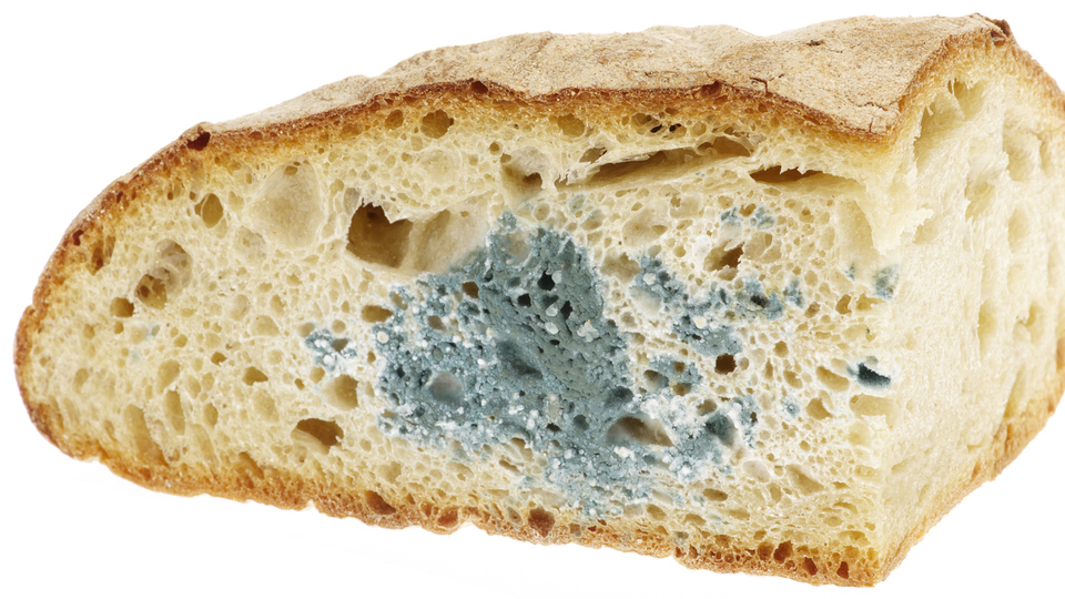 Küflü ekmek yenir mi?