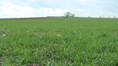 Trakya'da hububatta "kuraklık" alarmı!